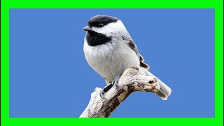 Carolina Chickadee Song! Carolina Chickadee Call! Carbonero De Carolina Canto Poecile Carolinensis