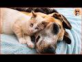 Tiny Kitten Is The Boss Of 4 Great Danes - Then Something Amazing Happened