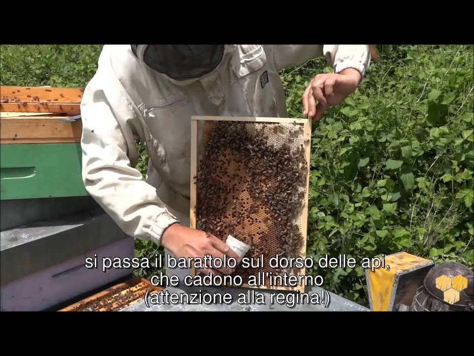 Unaapi: monitoraggio varroa con zucchero a velo