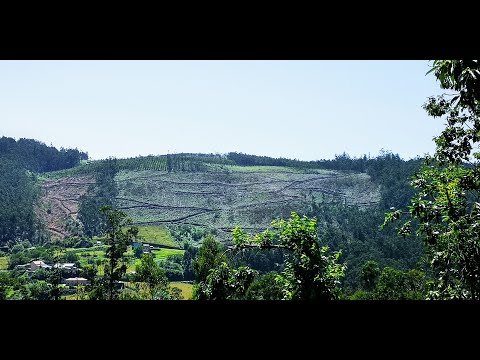 Vídeo de Forestal Maderera Frouxeira