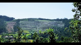 El eucalipto entre el mito y la realidad en Galicia. #galicia #eucalipto #forestal #altri