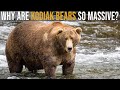 Why are Kodiak Bears So Massive?