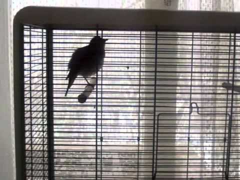 Видео: Как да се укроти канарче