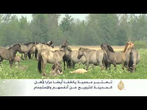 مدينة يالغافا من أبرز الأمثلة على حماية البيئة