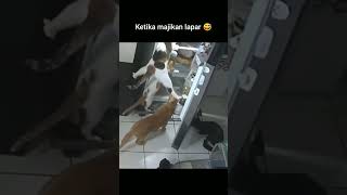 Momen Kucing Tertangkap Basah Obrakabrik Kulkas kucing cctv