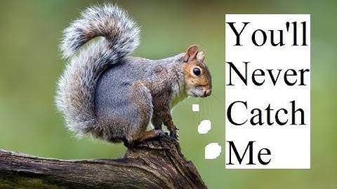 Squirrel Detector  - Trigger an output with AI - Raspberry Pi with Tensorflow and the BrainCraft Hat