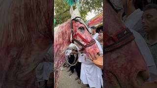 Zuljanah Muharram 2026 #muharram #zuljanah #zuljana #azadari #shortsfeed #shia #karbala #hussain