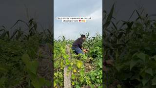 Cute cute puppy playing in grass || cuteness have paws || cutie puppies and dogs 🐶 || paws love ❤️