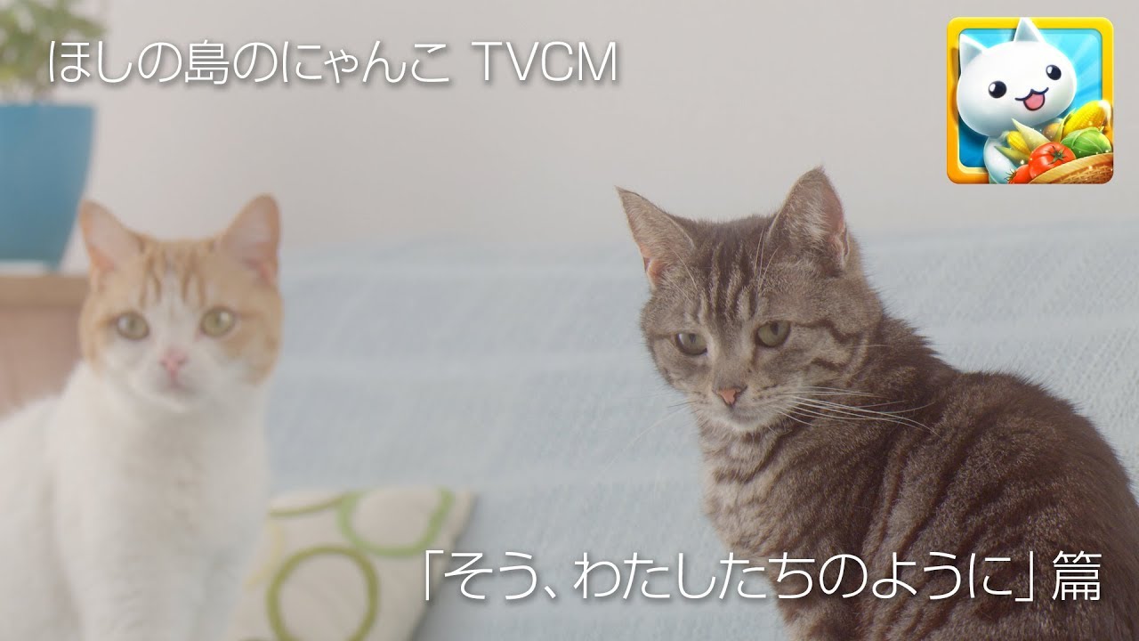 【ほしの島のにゃんこ】TVCM 「そう、わたしたちのように」篇