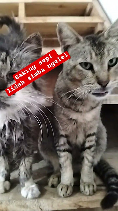 lidahnya ngelel #catlovers #cat #shortsfeed #lidahkucing #funnyvideos #shortsvideo #shorts