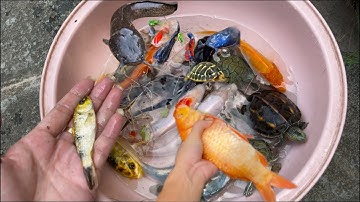 Thỏ Vlog tìm con cá vàng cá koi cá sấu , con cua , con tôm , con ếch , cá molly , cá tra chanh