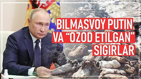Ukraina Bosqini 36 Kun Bilmasvoy Putin Ozod Etilgan Sigirlar Va Urush Nima Bilan Yakun Topadi Ukraina Bosqini 36 Kun Bilmasvoy Putin Ozod Etilgan Sigirlar Va Urush Nima Bilan Yakun Topadi