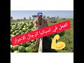 تحية للعمال في الفلاحة الرجال الاحرار