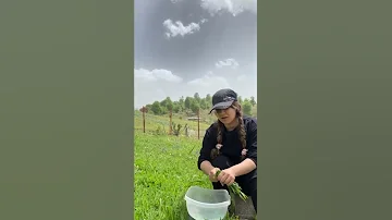 آشپزی همراه با اجرای ترانه تالشی شیشه قلیون ریرا آشپزی طبیعت طبیعتگردی آشپزی در طبیعت 