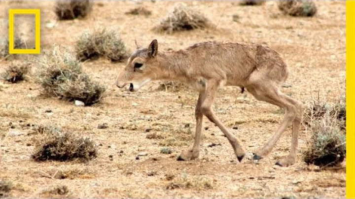 Ice Age Antelope Under Threat | On Assignment - DayDayNews