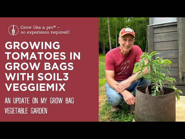 Growing Tomatoes in Grow Bags: A Comprehensive Guide