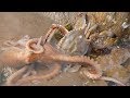 小章赶海竟然看见螃蟹吃章鱼，龙争虎斗！还捡到大海螺，把壳送给粉丝【赶海小章】