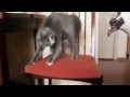 Funny cats. Интерестные коты