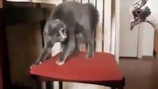 Funny cats. Интерестные коты