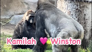 Winston 52 years old Gorilla 🦍 and his family 💎 San Diego Safari Park