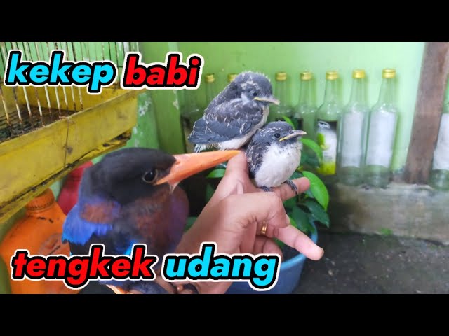 anakan kekep babi dan tengkek raja udang class=