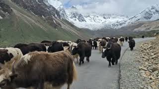 Gangtok Diaries: A Mountain Escape