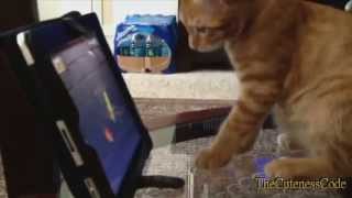 Cats Playing Fruit Ninja Compilation 2014 [NEW] by TheCutenessCode 9,124 views 9 years ago 4 minutes, 9 seconds