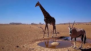 GIRAFFE's PRIVATE SHOW - by the Water Well in Namib Desert, Namibia  (Slow is the life in desert)