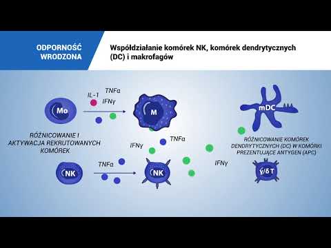 Wideo: Sygnalizacja Komórkowa U Makrofagów, Głównych Wrodzonych Immunologicznych Komórek Efektorowych Reumatoidalnego Zapalenia Stawów