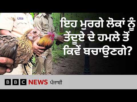 Gujarat ਦੇ ਇਸ ਇਲਾਕੇ ’ਚ ਲੋਕਾਂ ਨੂੰ ਤੇਂਦੁਏ ਤੋਂ ਬਚਾਉਣ ਲਈ ਮੁਰਗਿਆਂ ਦਾ ਸਹਾਰਾ ਕਿਉਂ ਲਿਆ ਜਾ ਰਿਹਾ | 𝐁𝐁𝐂 𝐏𝐔𝐍𝐉𝐀𝐁𝐈