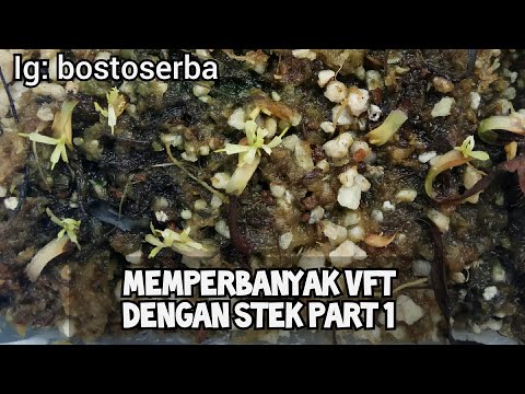 Video: Perangkap Lalat Venus Saya Tidak Akan Tutup - Mengapa Perangkap Lalat Venus Tidak Tertutup