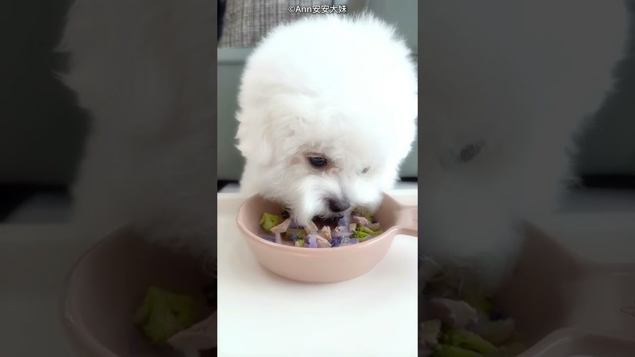 This Smartest Dog Knows the Rules! 🤣