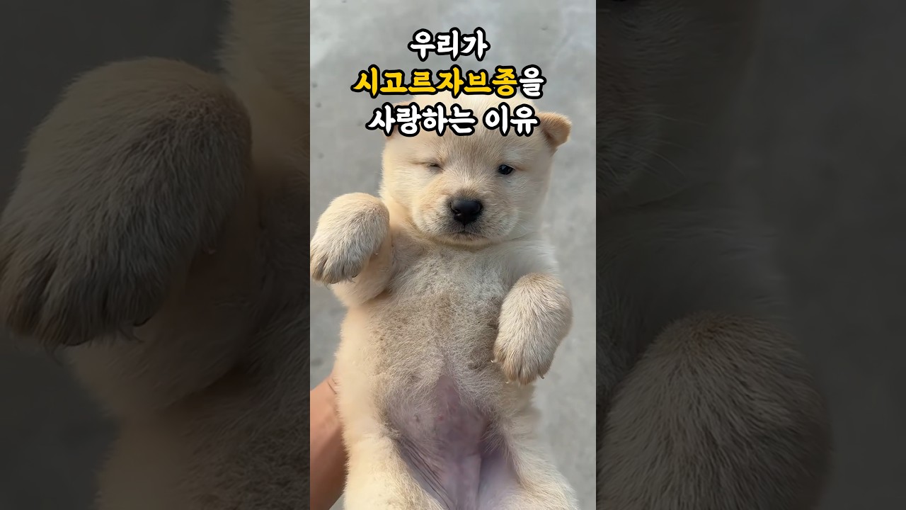 우리가 시고르자브종을 사랑하는 이유 | 우리사이 EP15