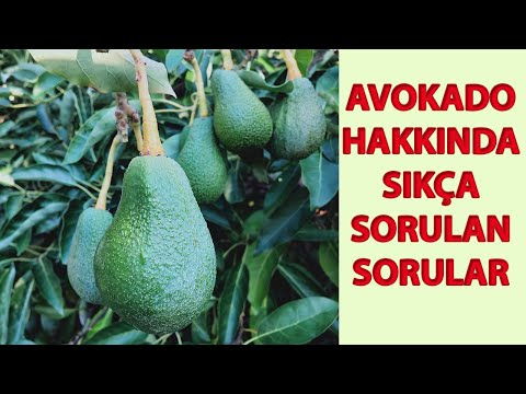 Видео: Биране на авокадо - как да разберете дали едно авокадо е узряло
