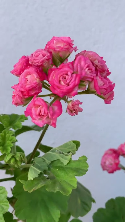 Antique rose geranium πππ #plants #indoorplants #plantsforhome #gardening #houseplants #flower