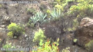 Caminando por Tirajana 2 entre pinos, barrancos y barranquillos tras la tormenta - Kijo Mejias