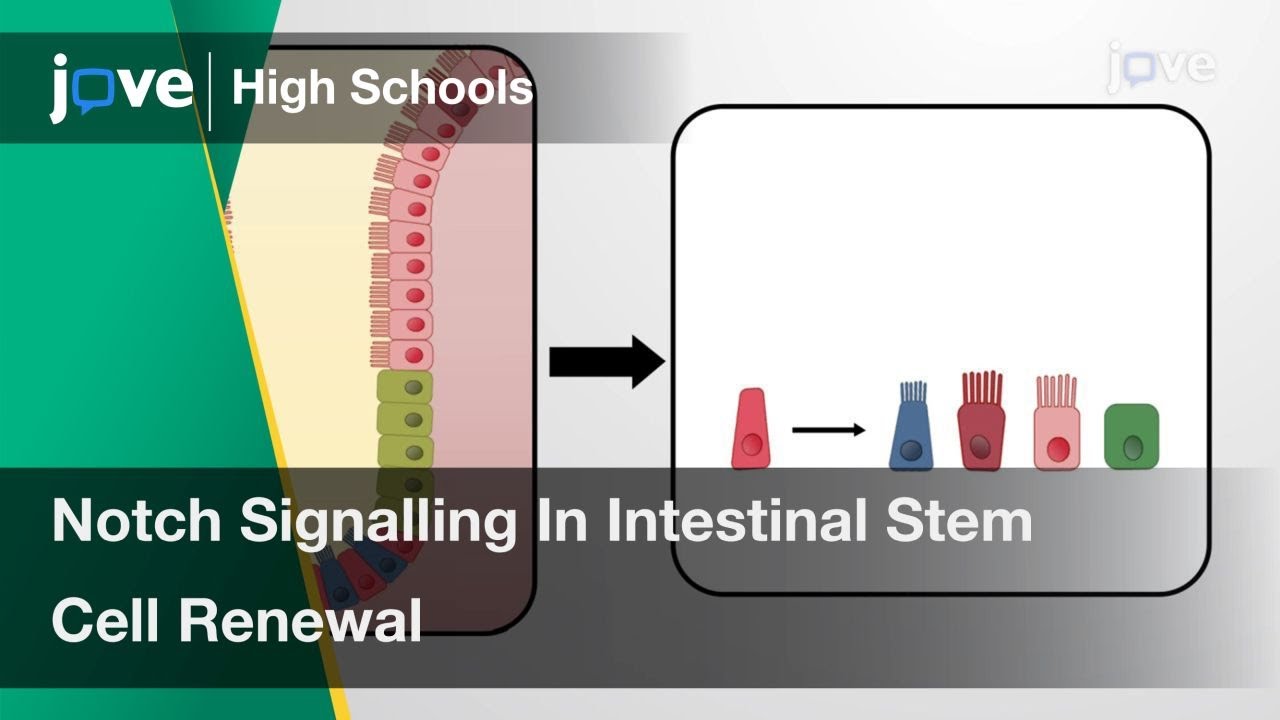 Role Of Notch Signalling In Intestinal Stem Cell Renewal | Cell Bio | Video Textbooks - Preview