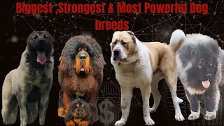 World's Biggest & Most Powerful Dog Breeds!