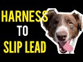 Harness to slip lead amazing result #dog #dogs #dogtraining