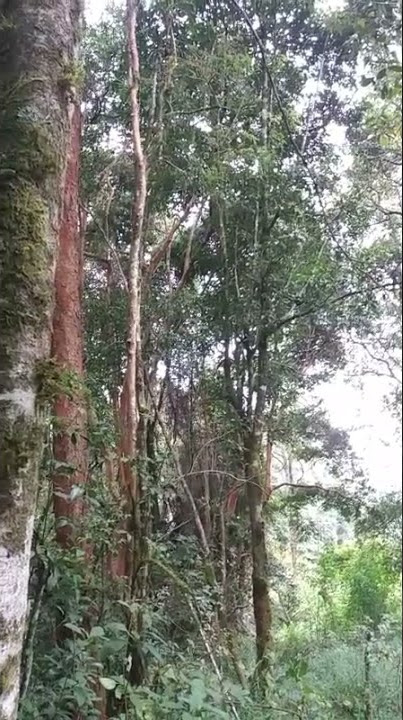 suara pikat burung hutan .. hasil banyak
