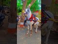 horse lovers ❤️🤩🤩💕 #horse #horsetrancedance #horsetrack #djsong