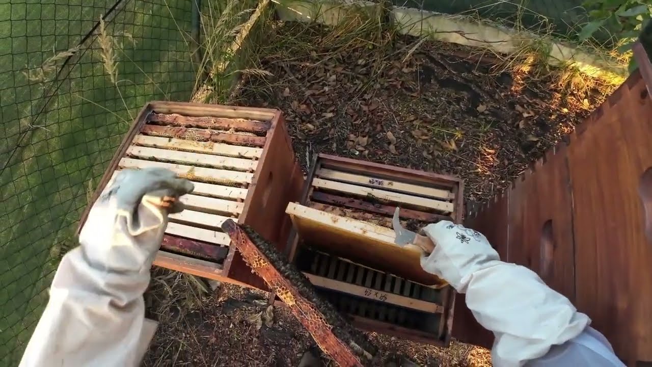 Kontrola včelstev po zakrmení. #bee #workerbee #beekeeper #včely #2025