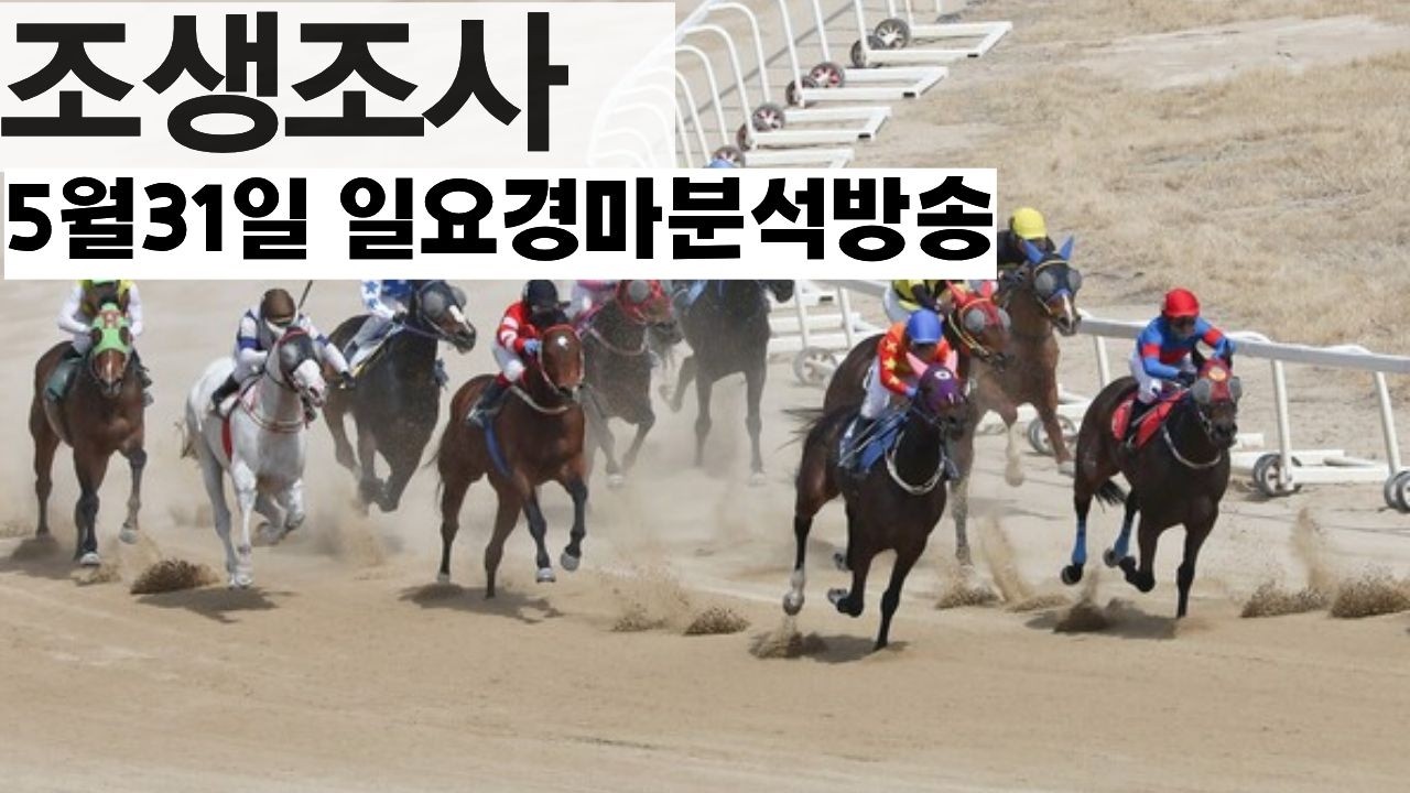 조생조사(5월31일,일요경마 분석방송)