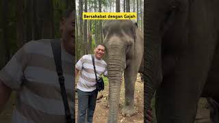 Download Lagu Penangkaran Gajah Aek Nauli #shorts MP3