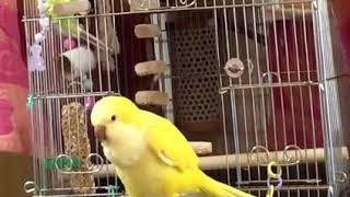 オキナインコ 鳴き声 Monk Parakeet Youtube