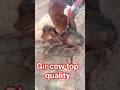 गीर गाय बच्चा देने के बाद। #cow #cowfarm #rlp #rlpmission2023 #rlpbarmer #rlp_song #Hanumanbeniwal