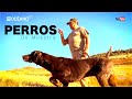 Técnicas de tiro a codorniz,con perro de muestra. Documental para aprender más sobre la caza menor.