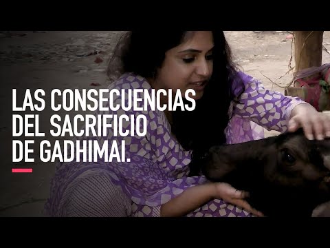 Las consecuencias del sacrificio de Gadhimai