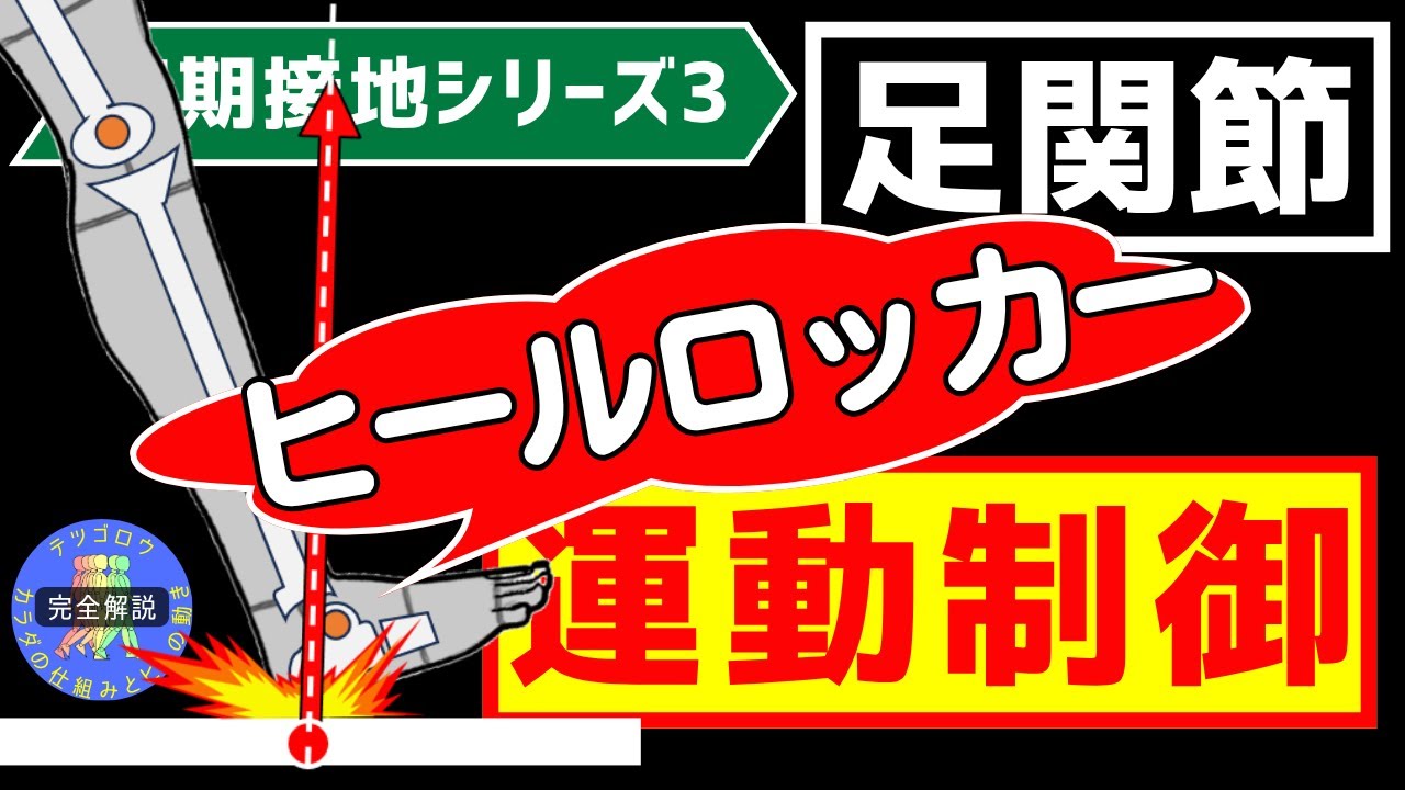 【完全解説】正常歩行のメカニズム 初期接地3足関節の運動制御 この動画では、初期接地において、足関節がどのように運動を制御し、ヒールロッカーを可能にしているのかを、筋活動と関節の適合性から解説します