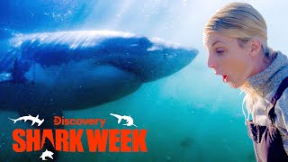 Legendary Great White Shark Comes out of Hiding | Shark Week